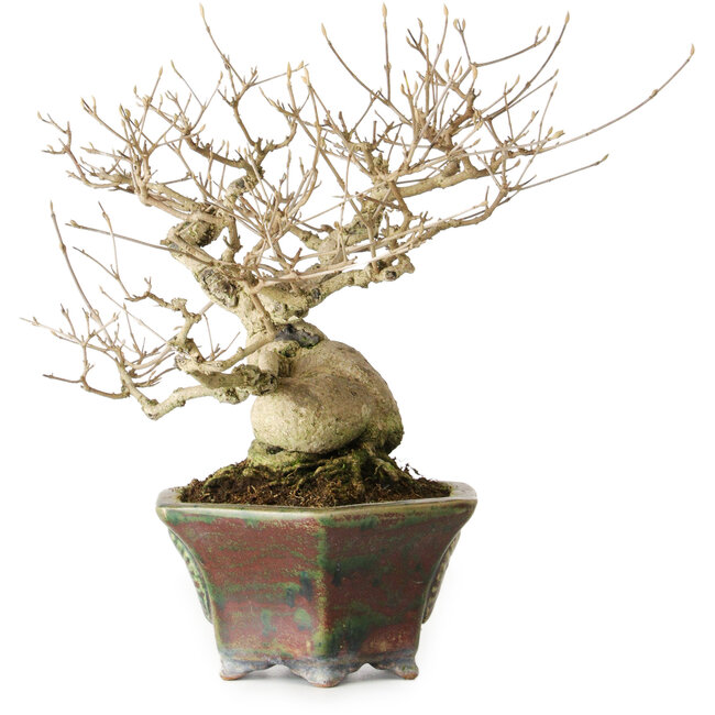 Callicarpa japonica, 21 cm, ± 30 years old, with its beautiful purple berries in the autumn and good tapering and ramification, and a nebari of 8 cm, in a handmade Japanese pot by Heian Kosen