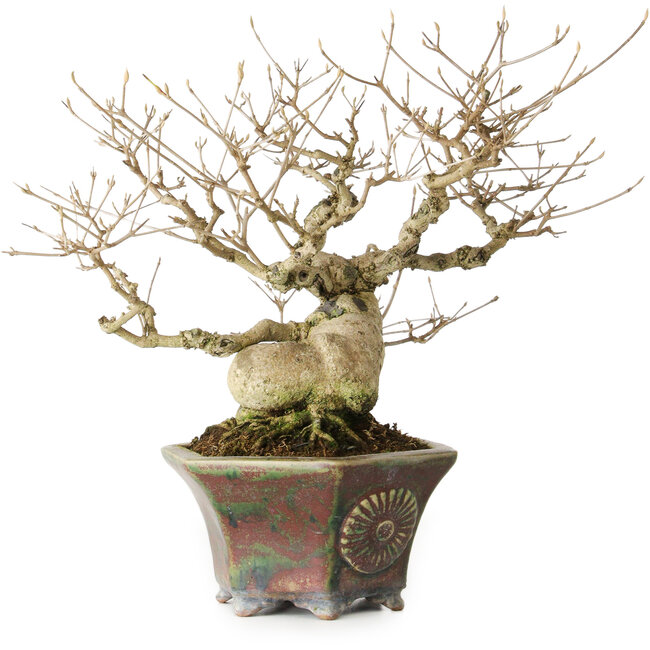 Callicarpa japonica, 21 cm, ± 30 years old, with its beautiful purple berries in the autumn and good tapering and ramification, and a nebari of 8 cm, in a handmade Japanese pot by Heian Kosen