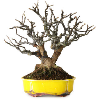 Kai Spiering Pseudocydonia sinensis, 20 cm, ± 25 ans