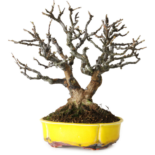 Pseudocydonia sinensis, 20 cm, ± 25 años, con hermosa corteza madura, sin cicatrices, muy buena ramificación y en una maceta alemana hecha a mano por Kai Spiering.