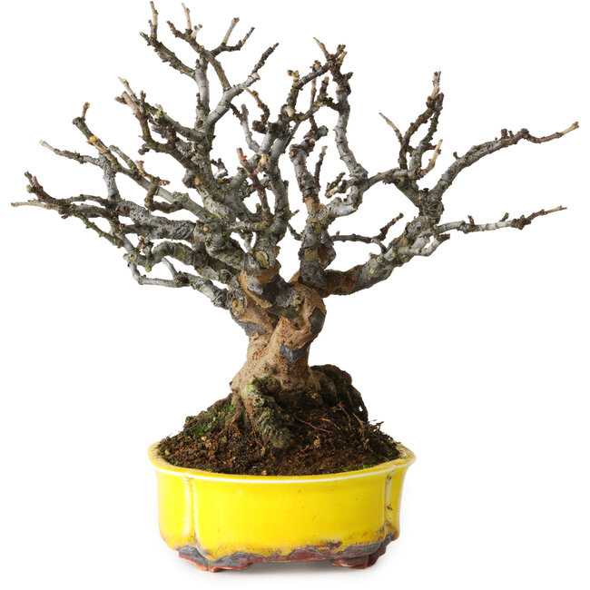 Pseudocydonia sinensis, 20 cm, ± 25 jaar oud, met prachtige, rijpe bast, geen littekens, zeer goede vertakking, en in een handgemaakte Duitse pot van Kai Spiering.