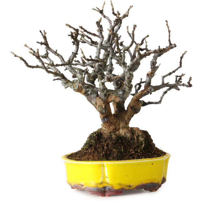 Pseudocydonia sinensis, 20 cm, ± 25 years old, with beautiful mature bark, no scars, very good ramification, and in a handmade German pot by Kai Spiering