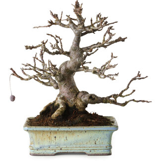 Hattori Malus sieboldii, 20 cm, ± 25 Jahre alt