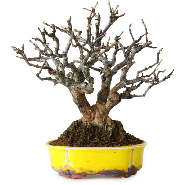 Pseudocydonia sinensis, 20 cm, ± 25 anni, con bella corteccia matura, senza cicatrici, ottima ramificazione e in un vaso tedesco fatto a mano da Kai Spiering