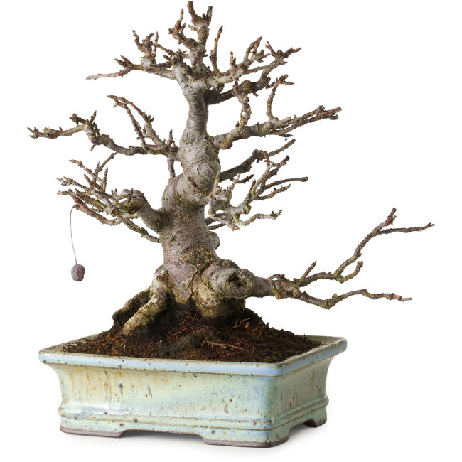 Malus sieboldii, 20 cm, ± 25 ans, sans cicatrices, avec une belle ramification et une forme conique, dans un pot japonais fait main par Hattori Tomoyuki