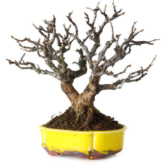 Pseudocydonia sinensis, 20 cm, ± 25 anni, con bella corteccia matura, senza cicatrici, ottima ramificazione e in un vaso tedesco fatto a mano da Kai Spiering