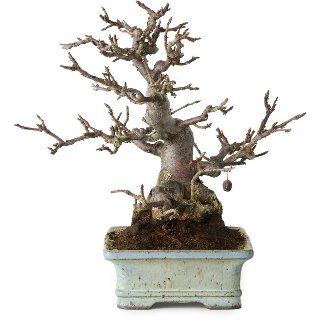 Malus sieboldii, 20 cm, ± 25 years old, without scars and with a beautiful ramification and tapering, in a handmade Japanese pot by Hattori Tomoyuki