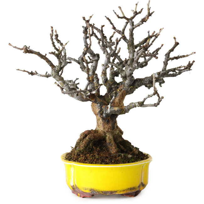 Pseudocydonia sinensis, 20 cm, ± 25 años, con hermosa corteza madura, sin cicatrices, muy buena ramificación y en una maceta alemana hecha a mano por Kai Spiering.