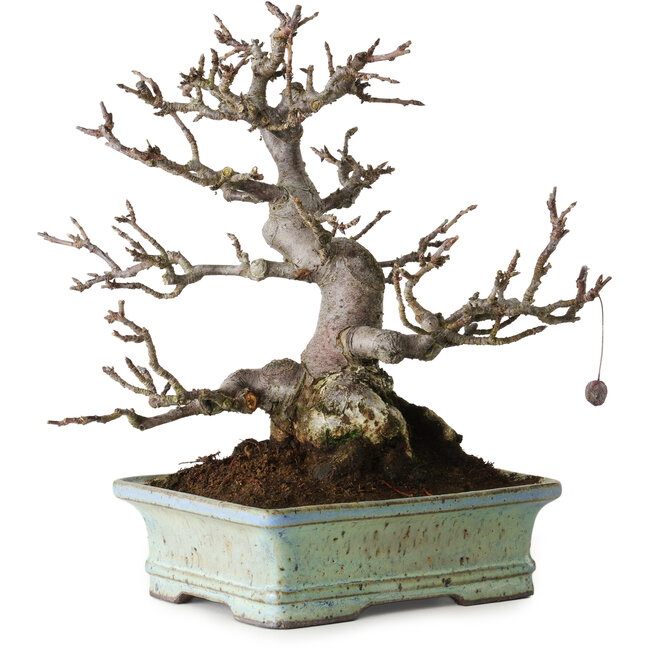Malus sieboldii, 20 cm, ± 25 years old, without scars and with a beautiful ramification and tapering, in a handmade Japanese pot by Hattori Tomoyuki