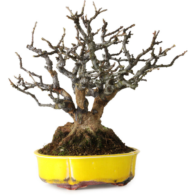 Pseudocydonia sinensis, 20 cm, ± 25 years old, with beautiful mature bark, no scars, very good ramification, and in a handmade German pot by Kai Spiering