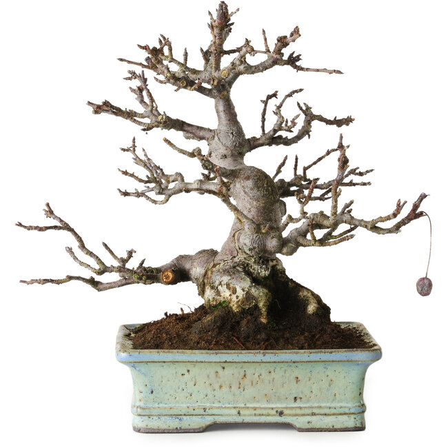 Malus sieboldii, 20 cm, ± 25 jaar oud, zonder littekens en met een mooie vertakking en taps toelopende vorm, in een handgemaakte Japanse pot van Hattori Tomoyuki.