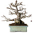 Malus sieboldii, 20 cm, ± 25 anni, senza cicatrici e con una bella ramificazione e assottigliamento, in un vaso giapponese fatto a mano da Hattori Tomoyuki