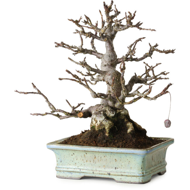Apfelbaum (Malus sieboldii), 20 cm, ca. 25 Jahre alt, ohne Narben und mit schöner Verzweigung und Verjüngung, in einem handgefertigten japanischen Topf von Hattori Tomoyuki