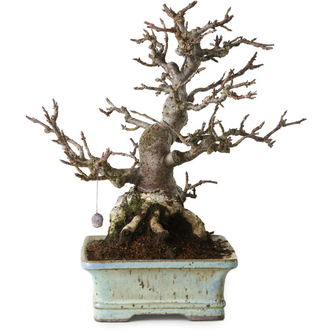 Malus sieboldii, 20 cm, ± 25 jaar oud, zonder littekens en met een mooie vertakking en taps toelopende vorm, in een handgemaakte Japanse pot van Hattori Tomoyuki.