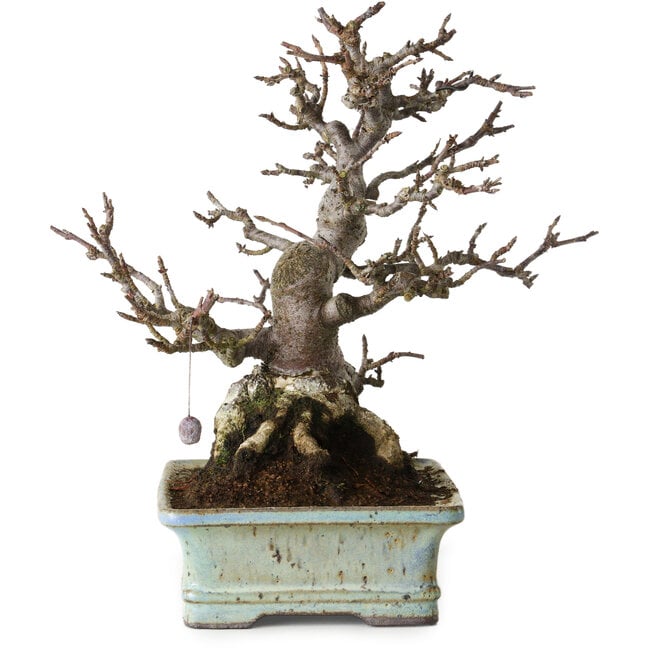 Malus sieboldii, 20 cm, ± 25 years old, without scars and with a beautiful ramification and tapering, in a handmade Japanese pot by Hattori Tomoyuki