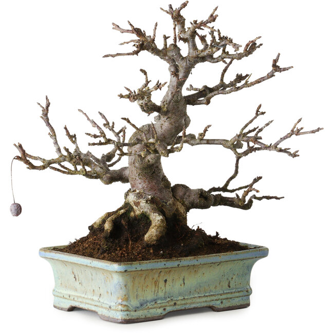 Apfelbaum (Malus sieboldii), 20 cm, ca. 25 Jahre alt, ohne Narben und mit schöner Verzweigung und Verjüngung, in einem handgefertigten japanischen Topf von Hattori Tomoyuki