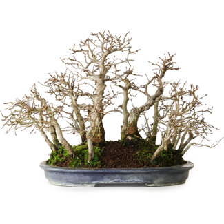 Koyou Carpinus coreana, 26 cm, ± 20 anni