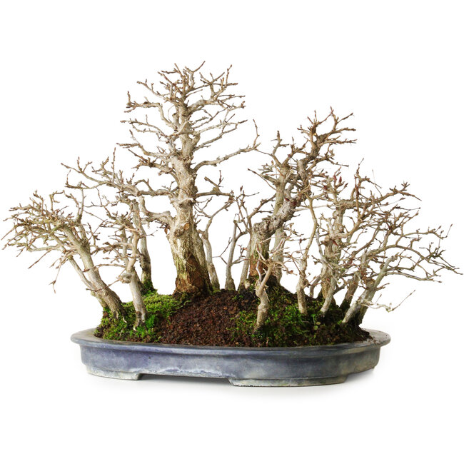 Carpinus coreana, 26 cm, ± 20 ans, de forme mature avec une belle disposition des troncs, dans un pot japonais fait main par Koyou