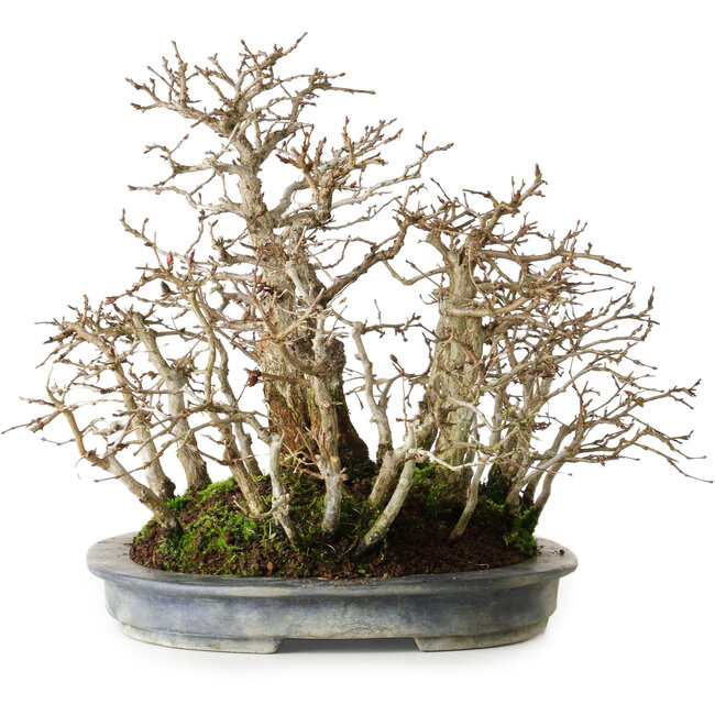 Carpinus coreana, 26 cm, ± 20 ans, de forme mature avec une belle disposition des troncs, dans un pot japonais fait main par Koyou