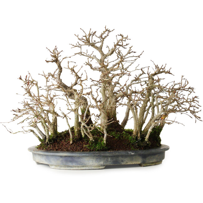 Carpinus coreana, 26 cm, ± 20 jaar oud, in een volwassen stijl met een mooie plaatsing van de stammen, in een handgemaakte Japanse pot van Koyou.