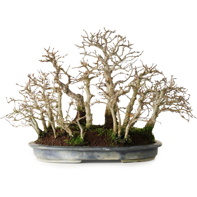 Carpinus coreana, 26 cm, ± 20 anni, in stile maturo con una bella disposizione dei tronchi, in un vaso giapponese fatto a mano da Koyou