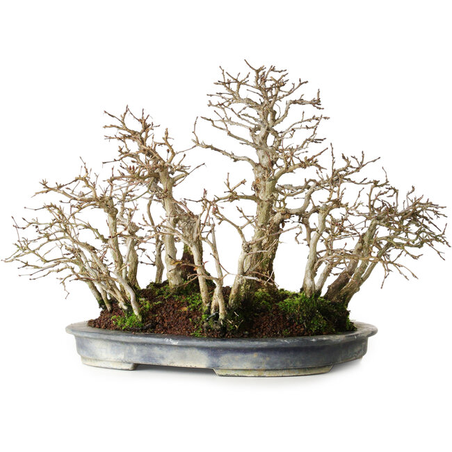 Carpinus coreana, 26 cm, ± 20 ans, de forme mature avec une belle disposition des troncs, dans un pot japonais fait main par Koyou