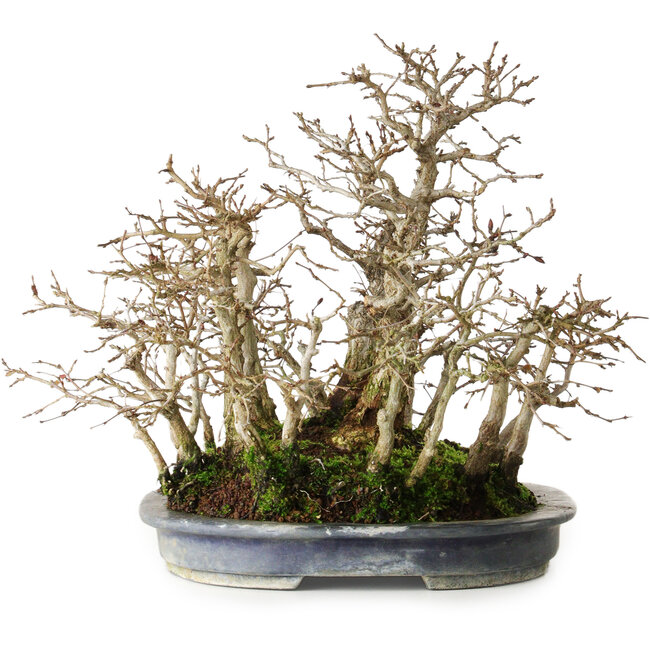 Carpinus coreana, 26 cm, ± 20 jaar oud, in een volwassen stijl met een mooie plaatsing van de stammen, in een handgemaakte Japanse pot van Koyou.