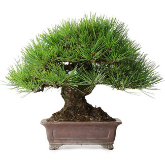  Yamaaki Pinus thunbergii, 21 cm, ± 35 años