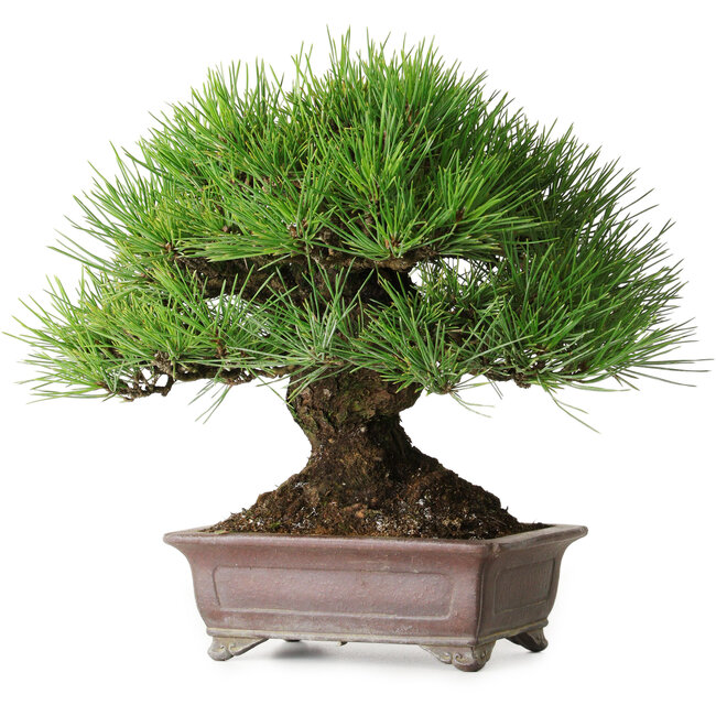 Pinus thunbergii, 21 cm, ± 35 años, diseñado y adquirido de Taiga Urushibata de Taisho-En, en una maceta japonesa hecha a mano por Yamaaki