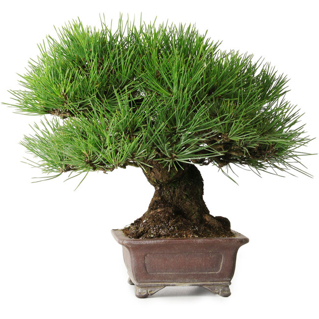 Pinus thunbergii, 21 cm, ± 35 jaar oud, gestyled door en verkregen van Taiga Urushibata uit Taisho-En, in een handgemaakte Japanse pot van Yamaaki.