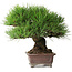 Pinus thunbergii, 21 cm, environ 35 ans, stylisé par Taiga Urushibata (Taisho-En) et acquis auprès de lui, dans un pot japonais fait main par Yamaaki.