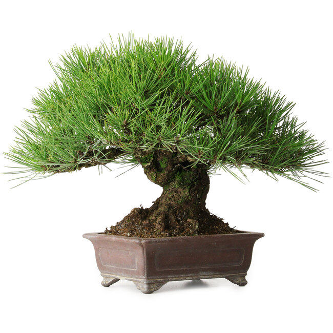 Pinus thunbergii, 21 cm, ± 35 years old, styled by and acquired from Taiga Urushibata from Taisho-En, in a handmade Japanese pot by Yamaaki