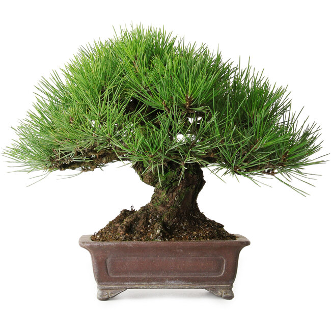 Pinus thunbergii, 21 cm, ± 35 jaar oud, gestyled door en verkregen van Taiga Urushibata uit Taisho-En, in een handgemaakte Japanse pot van Yamaaki.