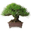 Pinus thunbergii, 21 cm, ± 35 jaar oud, gestyled door en verkregen van Taiga Urushibata uit Taisho-En, in een handgemaakte Japanse pot van Yamaaki.