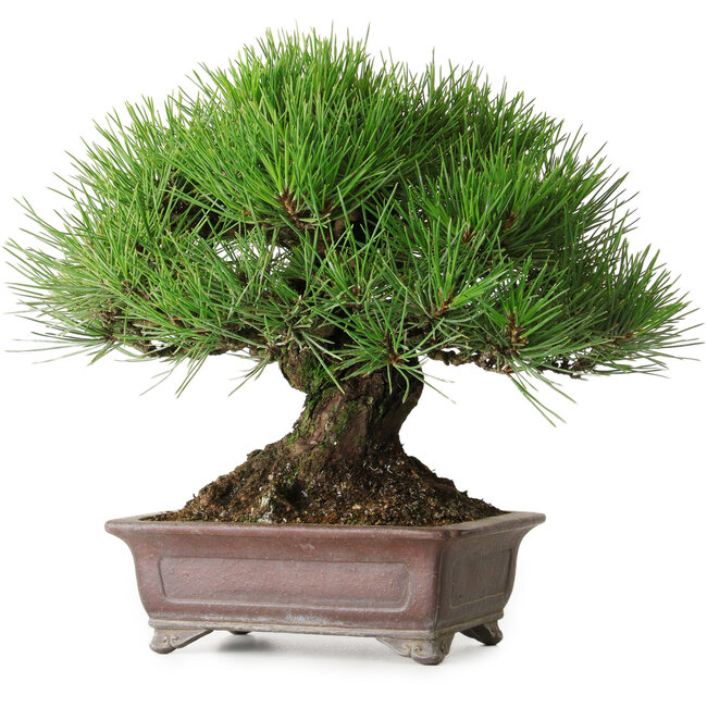 Pinus thunbergii, 21 cm, ± 35 Jahre alt, gestaltet und erworben von Taiga Urushibata aus Taisho-En, in einem handgefertigten japanischen Topf von Yamaaki