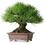 Pinus thunbergii, 21 cm, ± 35 years old, styled by and acquired from Taiga Urushibata from Taisho-En, in a handmade Japanese pot by Yamaaki