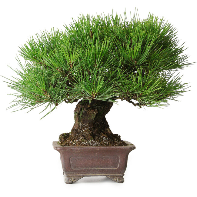 Pinus thunbergii, 21 cm, ± 35 years old, styled by and acquired from Taiga Urushibata from Taisho-En, in a handmade Japanese pot by Yamaaki
