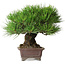 Pinus thunbergii, 21 cm, ± 35 years old, styled by and acquired from Taiga Urushibata from Taisho-En, in a handmade Japanese pot by Yamaaki
