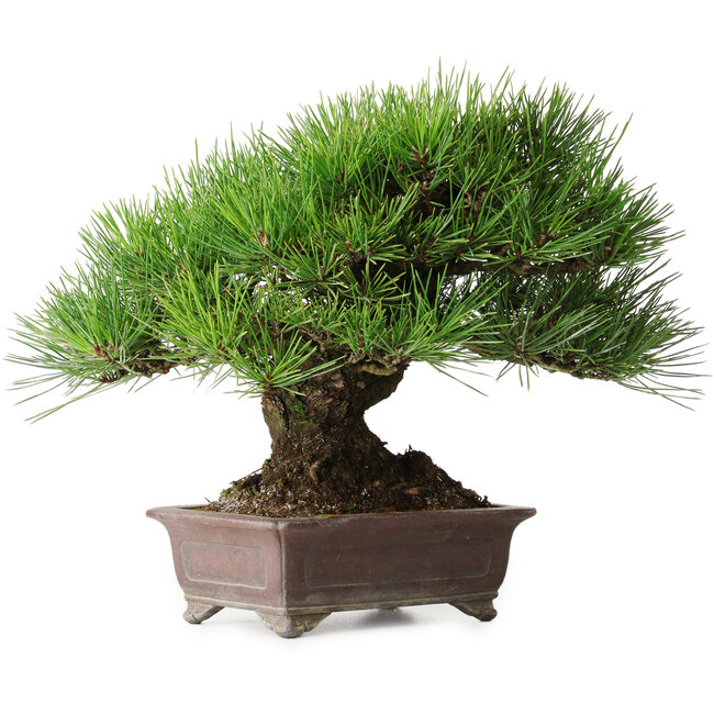 Pinus thunbergii, 21 cm, ± 35 jaar oud, gestyled door en verkregen van Taiga Urushibata uit Taisho-En, in een handgemaakte Japanse pot van Yamaaki.