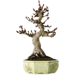 Henke Aesculus, 30 cm, ± 25 years old