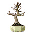 Aesculus, 30 cm, ± 25 years old, in a handmade German pot by Henke, with a nebari of 13 cm