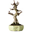 Aesculus, 30 cm, ± 25 years old, in a handmade German pot by Henke, with a nebari of 13 cm