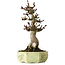 Aesculus, 30 cm, ± 25 years old, in a handmade German pot by Henke, with a nebari of 13 cm