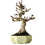 Aesculus, 30 cm, ± 25 years old, in a handmade German pot by Henke, with a nebari of 13 cm