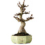 Aesculus, 30 cm, ± 25 years old, in a handmade German pot by Henke, with a nebari of 13 cm