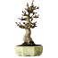 Aesculus, 30 cm, ± 25 years old, in a handmade German pot by Henke, with a nebari of 13 cm