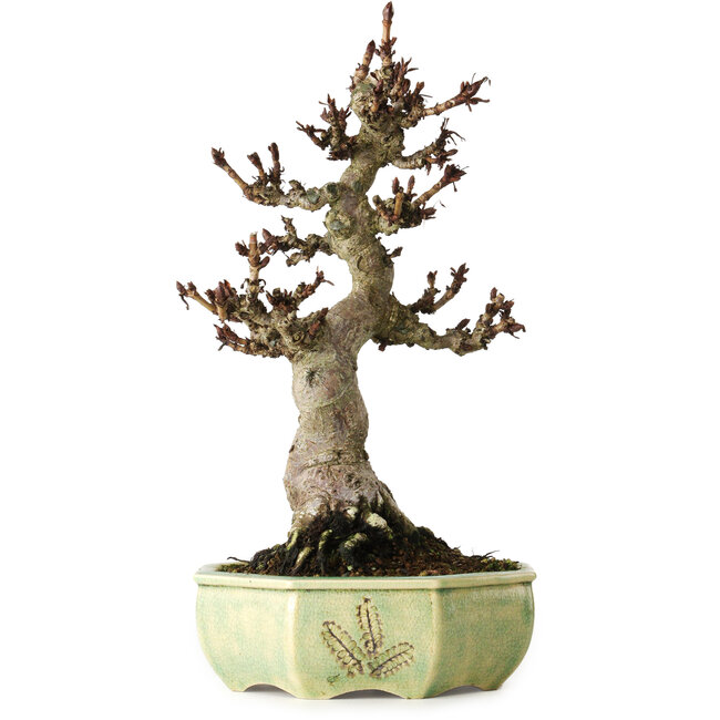 Aesculus, 30 cm, ± 25 years old, in a handmade German pot by Henke, with a nebari of 13 cm