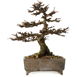 Larix, 18 cm, ± 15 años