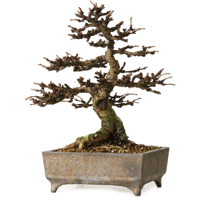 Larix, 18 cm, ± 15 años, en maceta europea hecha a mano, con un nebari de 7 cm