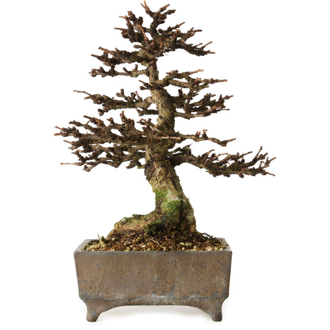 Larix, 18 cm, ± 15 years old, in a handmade European pot, with a nebari of 7 cm